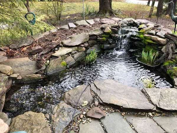The about average size of this pond can change how much a koi pond costs
