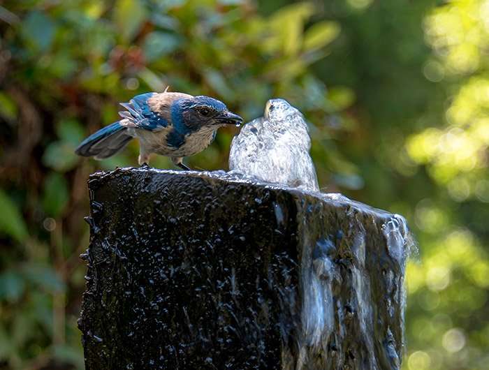 bird drinking from a stone fountain installed by Gradex