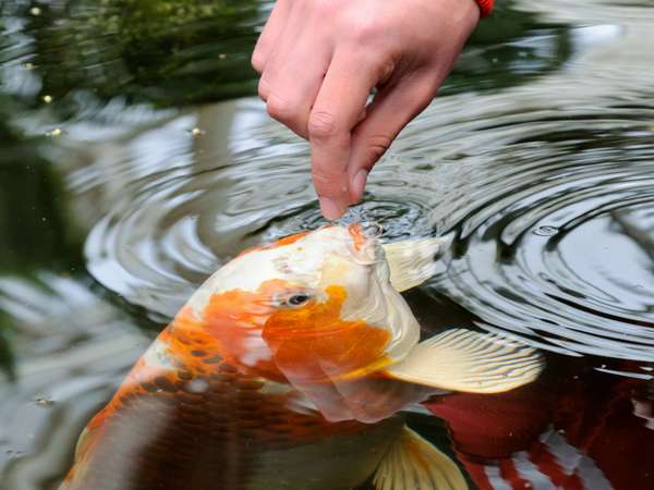Hand feeding a koi fish in a pond