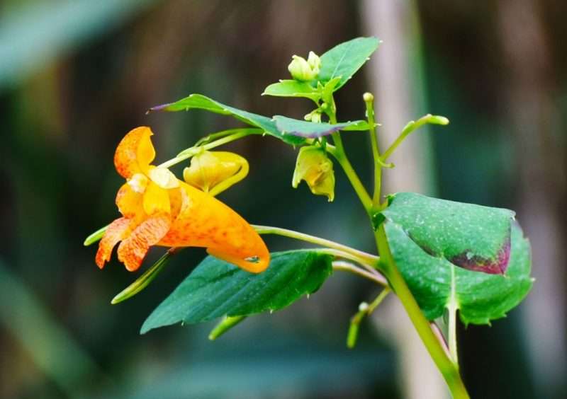 Top 5 Pondless Waterfall Plants