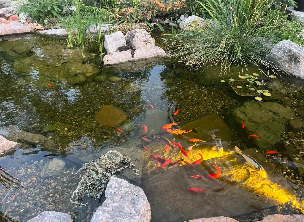 Bright orange koi fish visible under the surface of a pond.