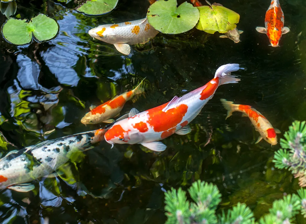 Colorful decorative koi fish float in an artificial pond, view from above.