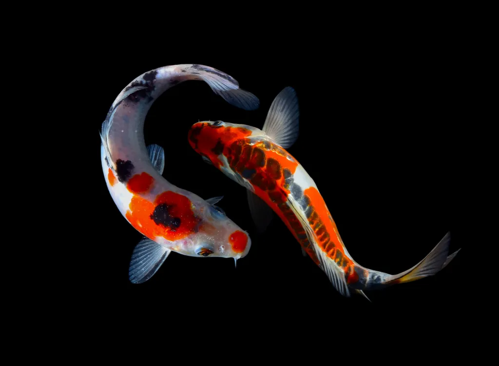Two multi-colored koi fish swimming near each other.