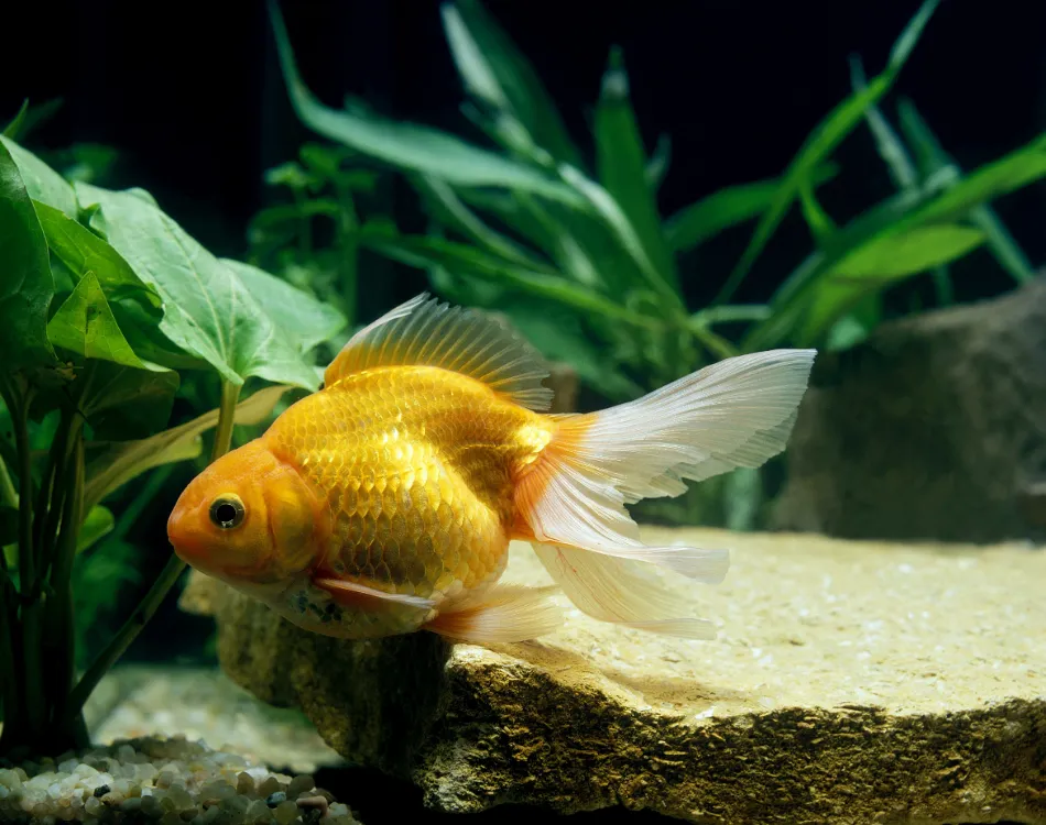 A goldfish with plants and rocks in the background