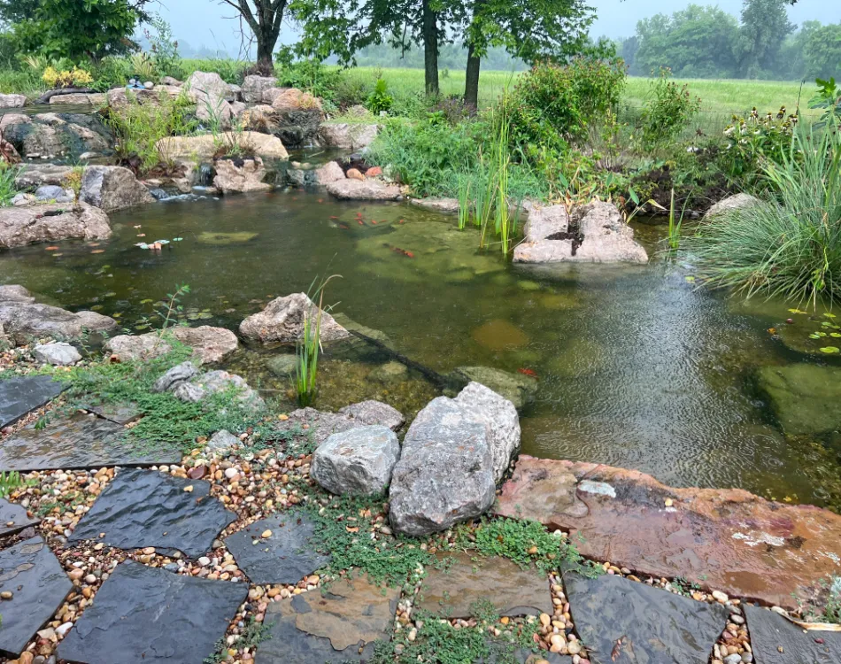 An outdoor goldfish pond during the day.