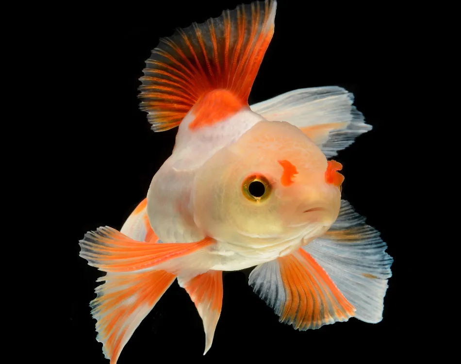 Fancy goldfish