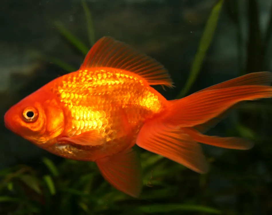 How Long Do Goldfish Live In Ponds And More Gradex Company