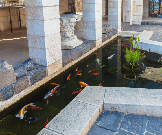 a group of fish swimming in a small pond.