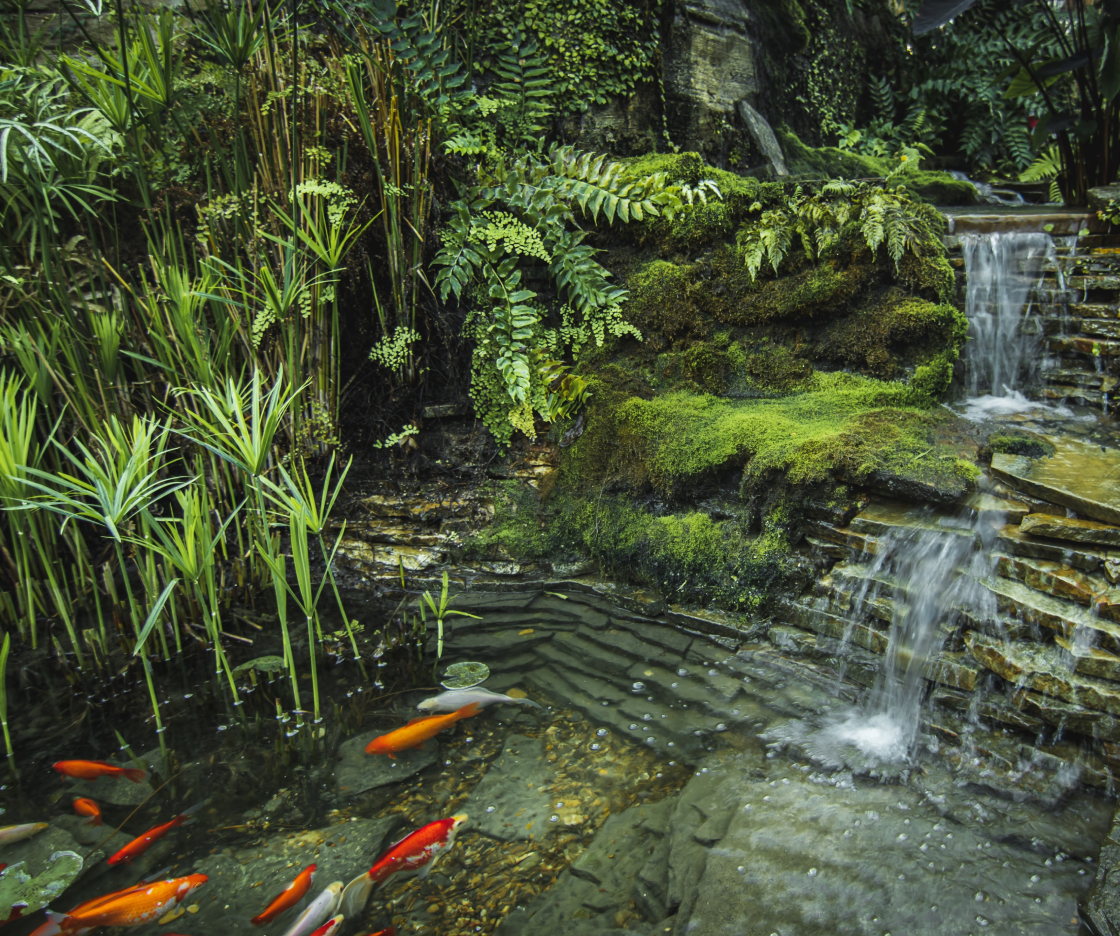 Huge pond with 2 tier waterfall and aquatic plants